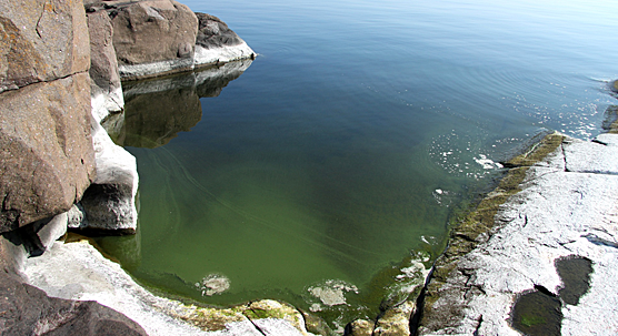 Cyanobacteria in the water